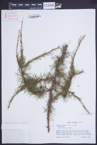 Larix laricina image