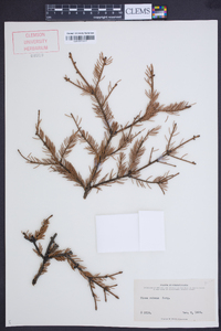 Picea rubens image