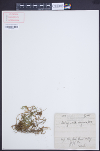 Selaginella oregana image