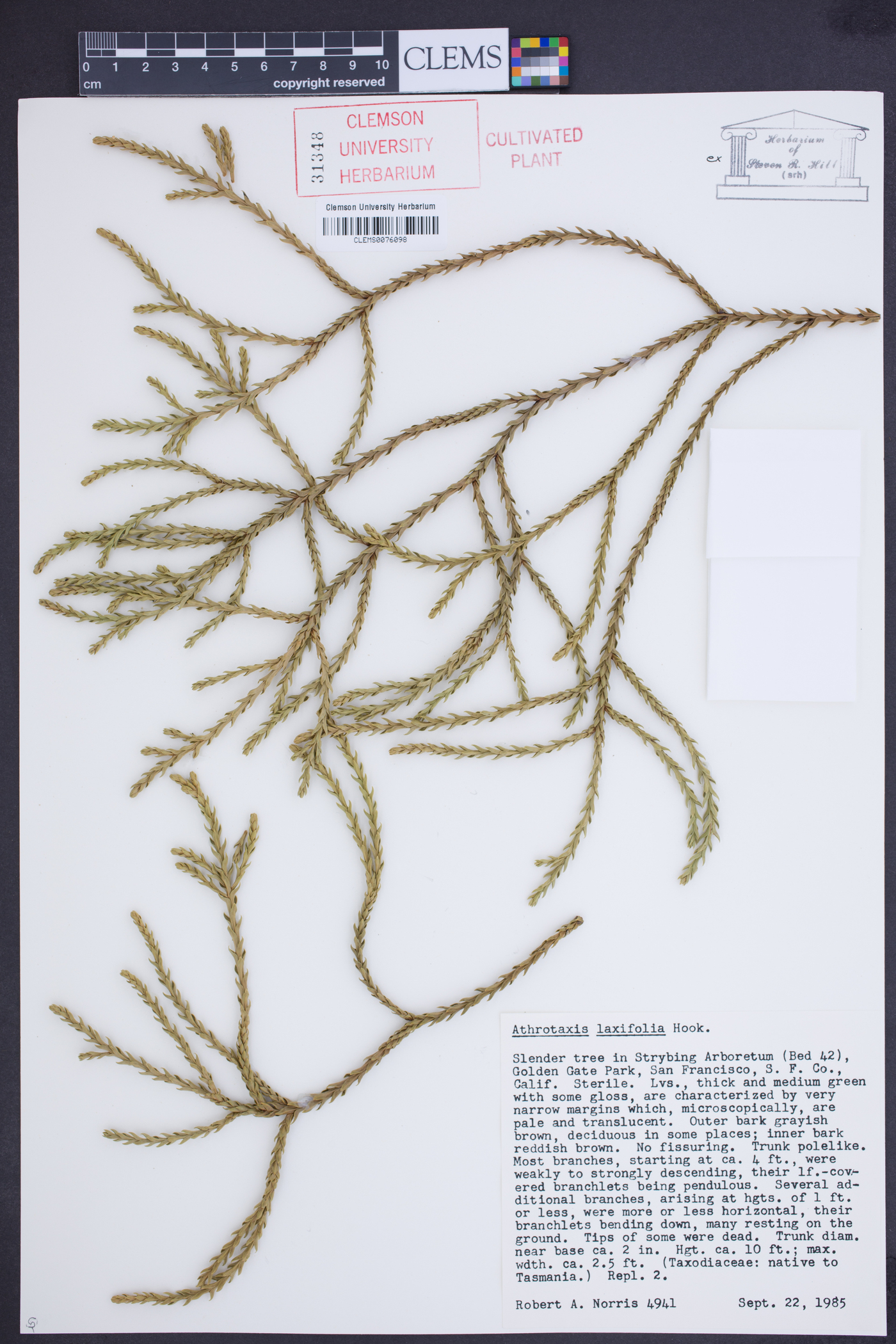 Athrotaxis laxifolia image