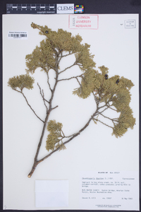 Chamaecyparis thyoides image