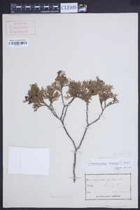 Chamaecyparis thyoides image