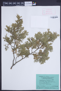 Chamaecyparis thyoides image