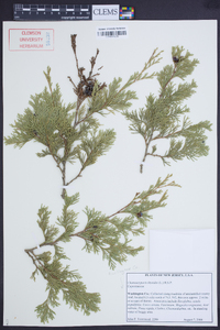 Chamaecyparis thyoides image