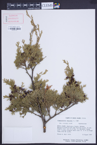 Chamaecyparis thyoides image