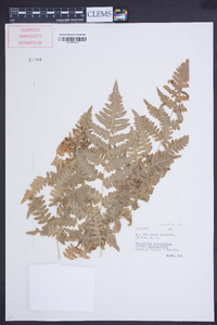 Pteridium aquilinum subsp. latiusculum image