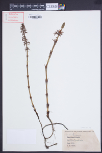 Equisetum × litorale image