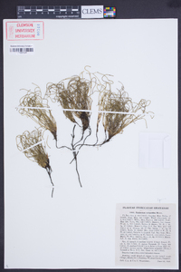 Equisetum scirpoides image