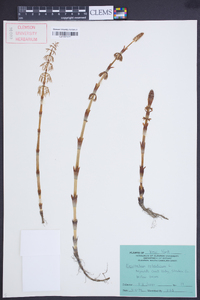 Equisetum sylvaticum image