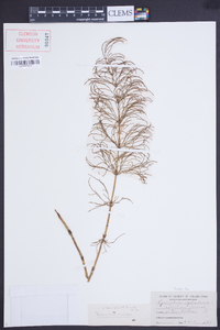 Equisetum sylvaticum image