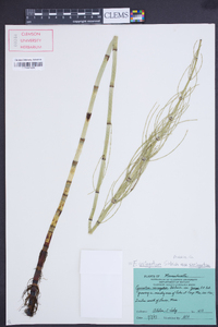 Equisetum variegatum subsp. variegatum image