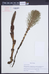 Equisetum telmateia image