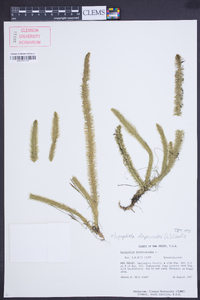 Lycopodiella alopecuroides image