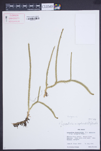 Lycopodiella x copelandii image