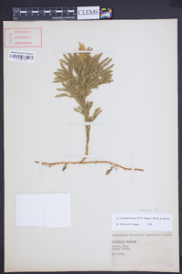 Dendrolycopodium hickeyi image