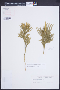 Dendrolycopodium hickeyi image