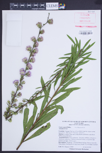 Liatris aspera image