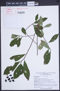 Nyssa aquatica image