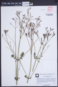 Verbena brasiliensis image