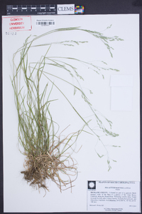 Poa autumnalis image