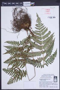 Dryopteris erythrosora image