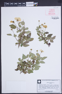 Rubus argutus image