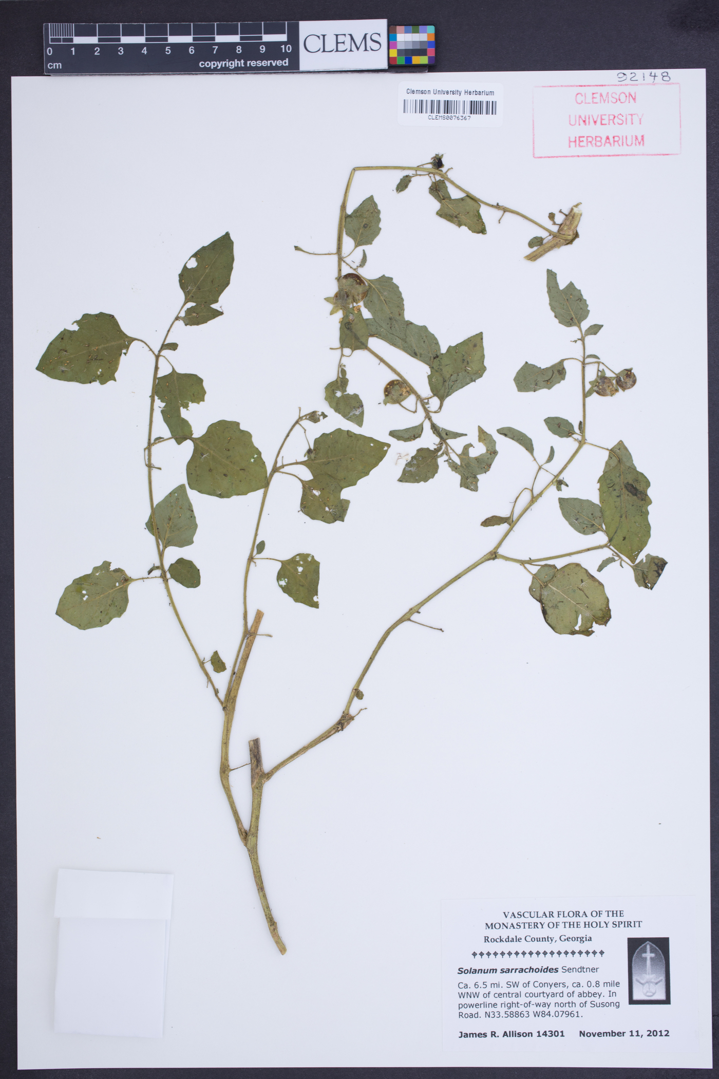 Solanum sarrachoides image