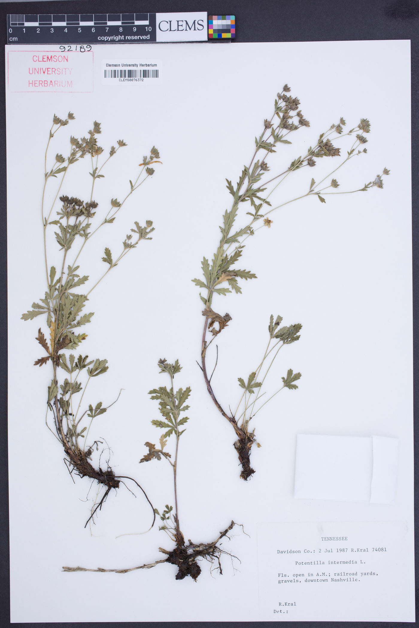 Potentilla intermedia image