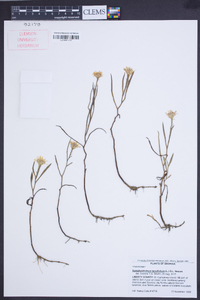 Symphyotrichum tenuifolium image