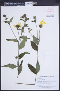 Silphium asteriscus image