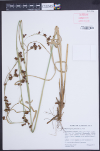 Rhynchospora glomerata image