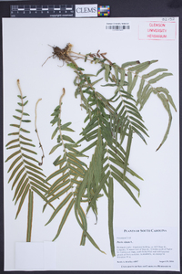 Pteris vittata image