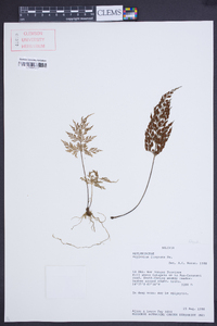 Asplenium fragrans image