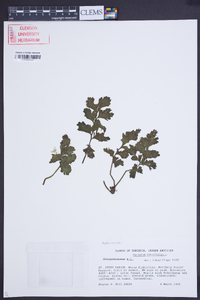 Asplenium obtusifolium image