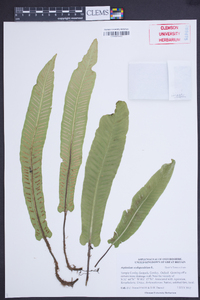 Asplenium scolopendrium image