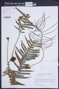 Blechnum binervatum image