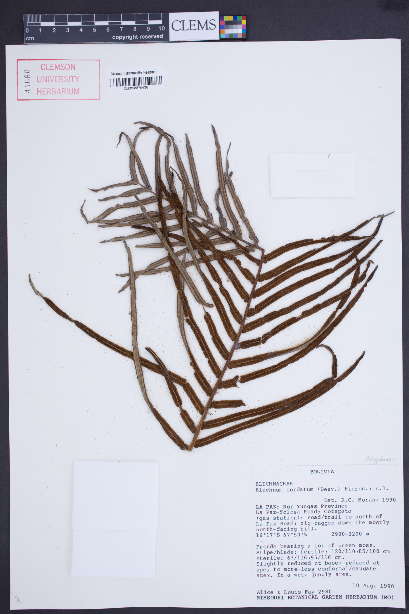 Blechnum cordatum image