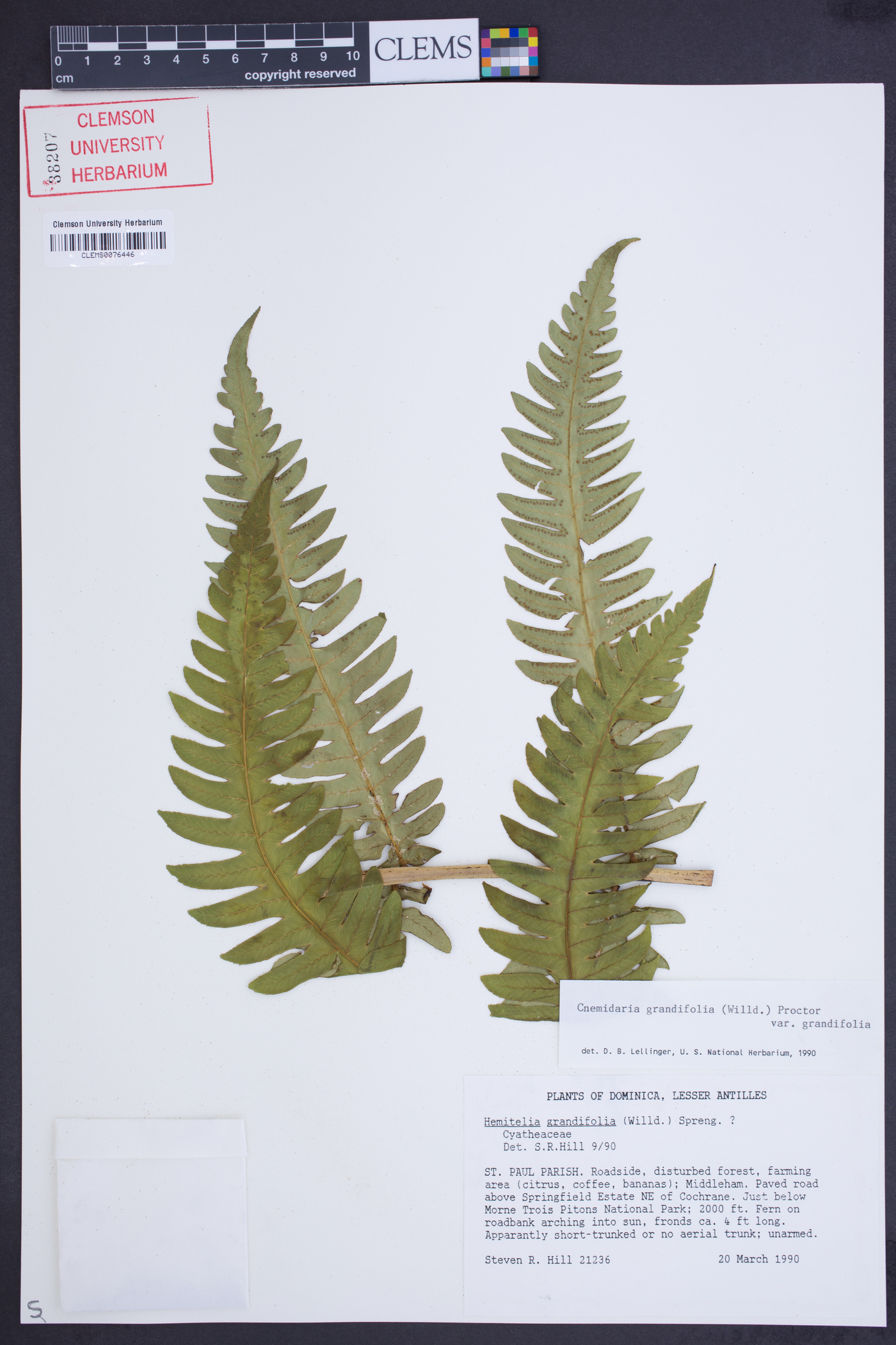 Cyathea grandifolia var. grandifolia image