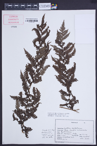 Cyathea sechellarum image