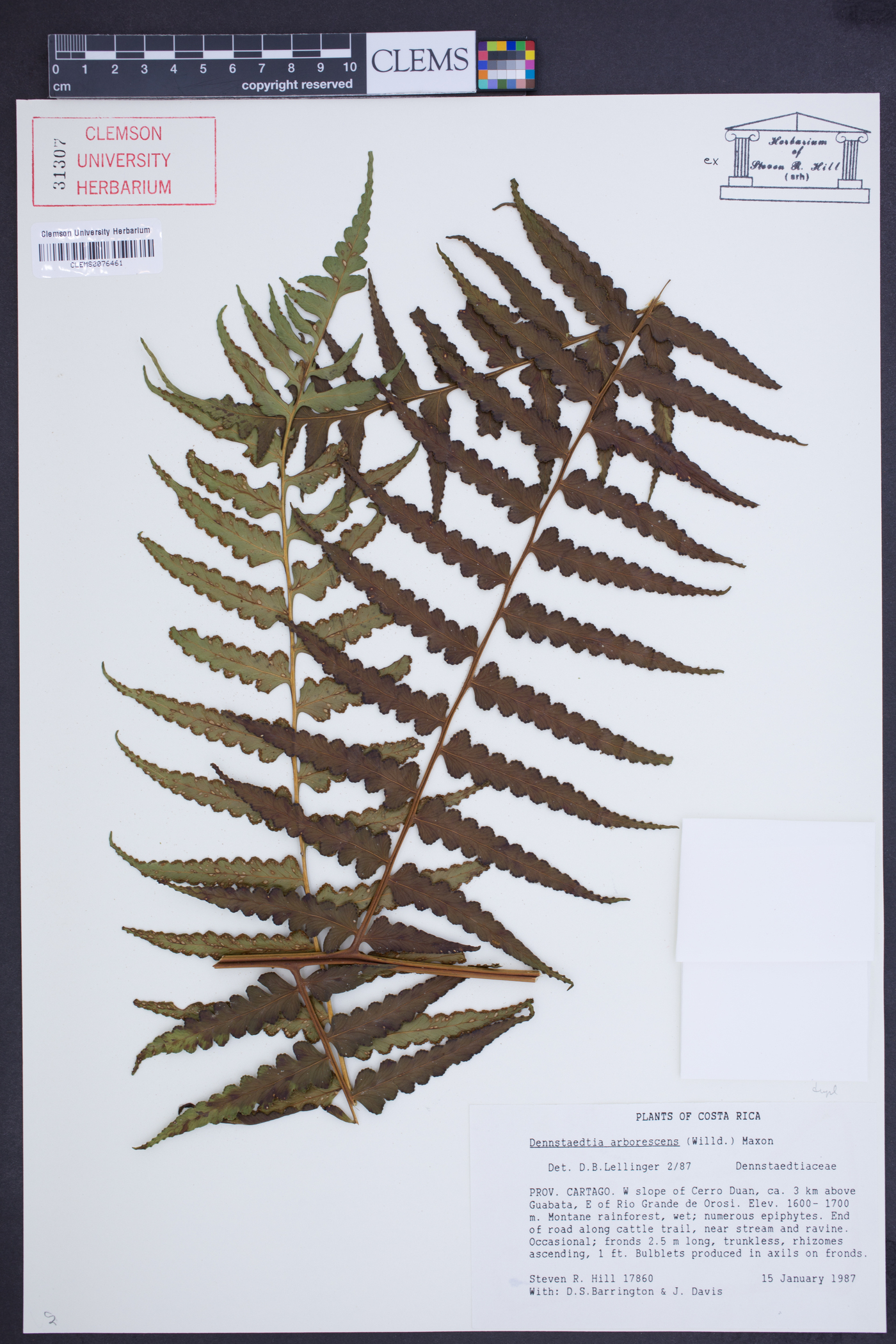 Dennstaedtia arborescens image