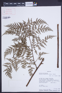 Culcita coniifolia image