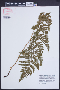 Dryopteris dilatata image