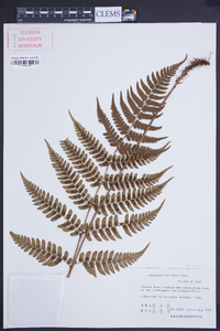 Dryopteris fuscipes image