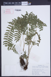 Polystichum tripteron image