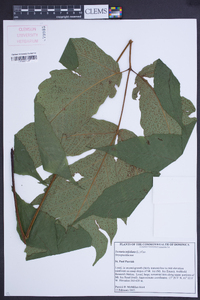 Tectaria trifoliata image