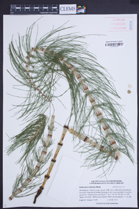 Equisetum telmateia image