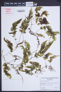 Hymenophyllum flabellatum image