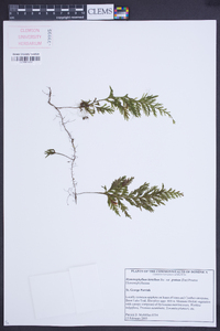 Hymenophyllum hirtellum image