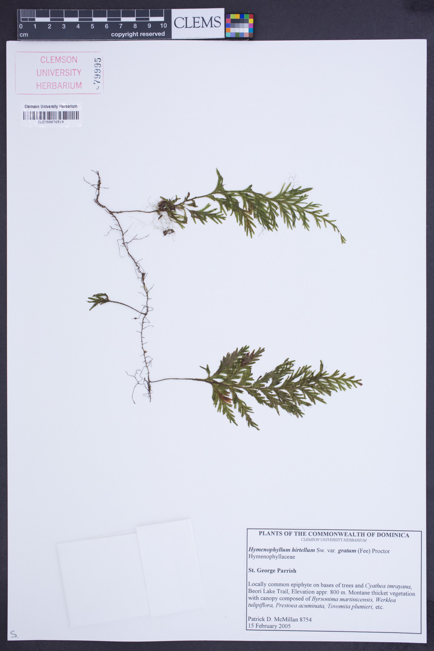 Hymenophyllum hirtellum var. gratum image