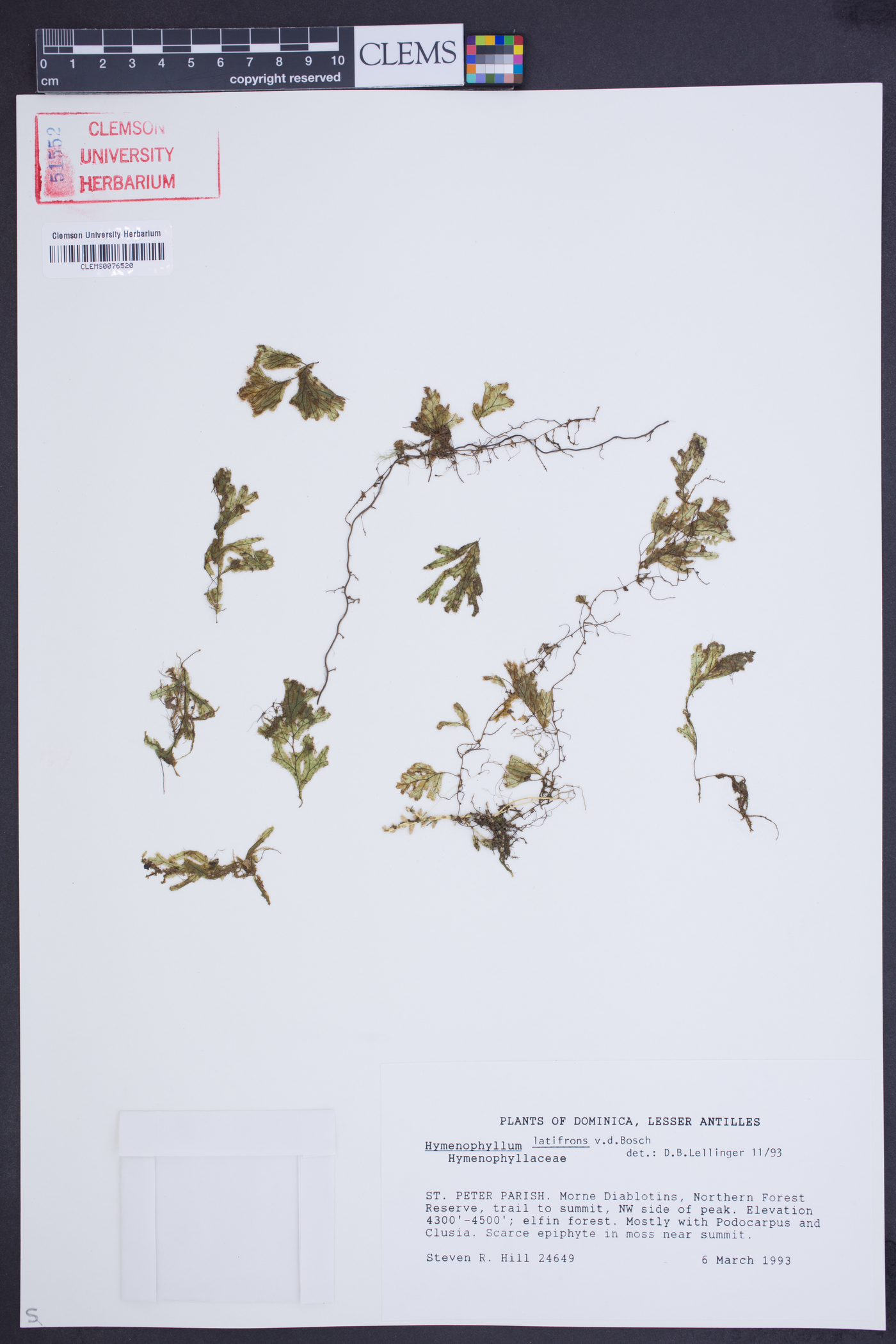 Hymenophyllum latifrons image